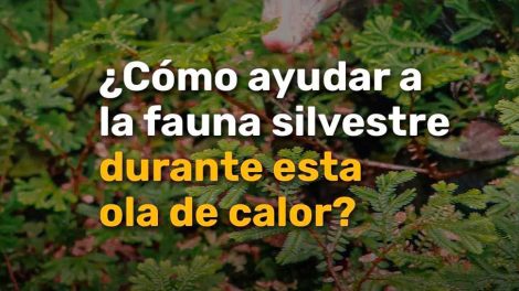 ¿Cómo ayudar a fauna silvestre durante esta ola de calor?
